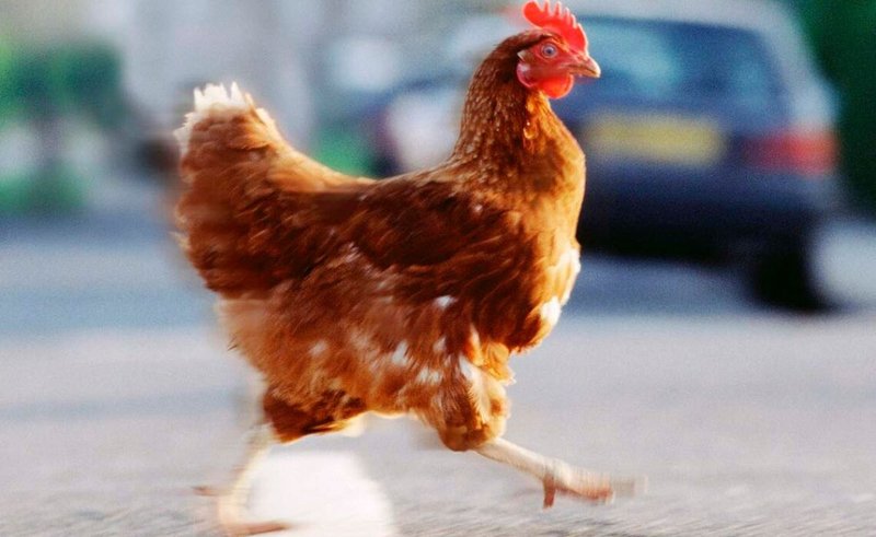 Spain - chicken road casino