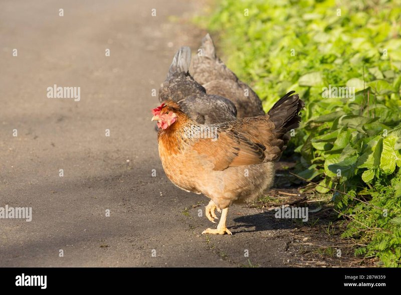 Best chicken road demo in Netherlands