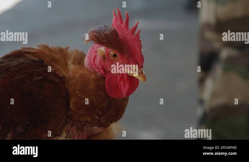 Chicken road slot - Découvrez le Jeu de Casino Exotique Chicken Road en Ligne en France