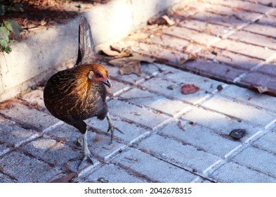 Best chicken road casino in Spain